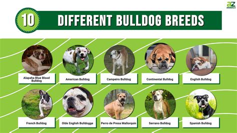 10 Different Bulldog Breeds - A-Z Animals