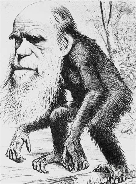 Caricature Of Charles Darwin, 1871 Photograph by Science Source