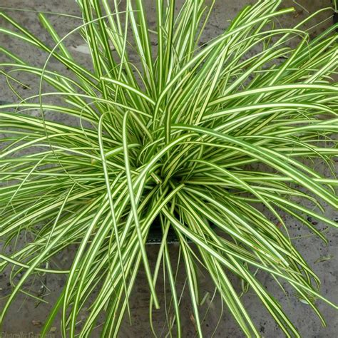 For Sale Ornamental Grass Carex 'Everest' 2 Litre