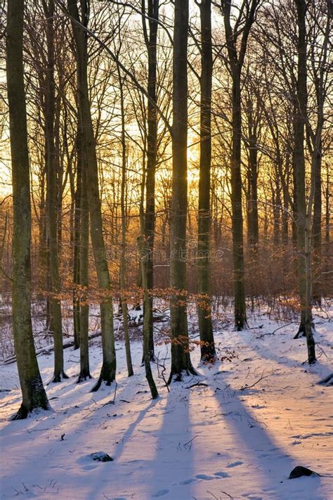 Winter forest at sunset stock image. Image of snow, natural - 8080281