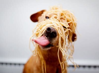 Dog loves spaghetti | Cute n Tiny