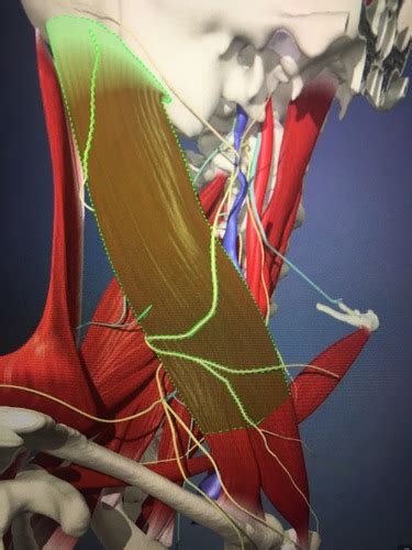 Cervical Rotation Muscles Flashcards | Quizlet