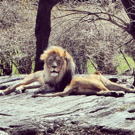 the mighty lion at Bronx Zoo | Bronx zoo, Zoo, Lion