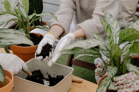 Worm Castings 101: A Comprehensive Guide for Indoor Gardeners - Apartment Buds