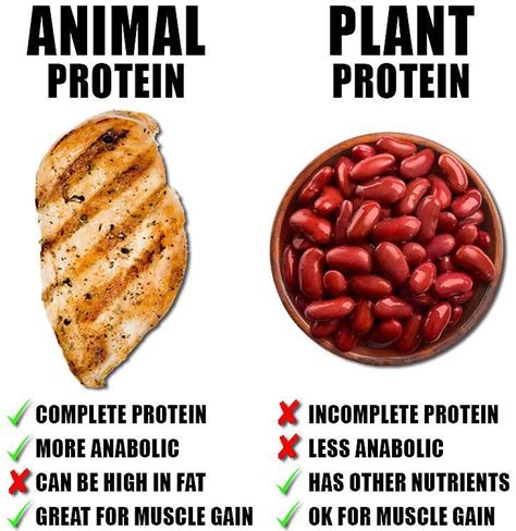 Blog - Plant Protein vs Animal Protein