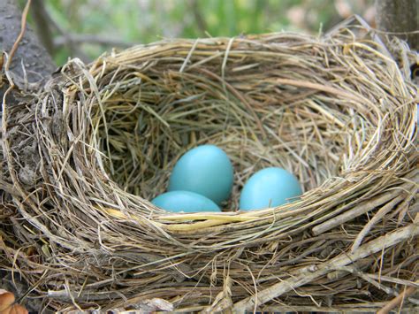 File:American Robin Nest with Eggs.jpg - Wikimedia Commons