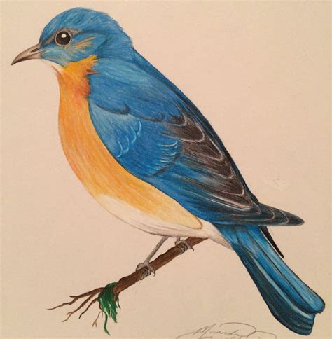 Eastern Bluebird colored pencil | Bird, Learn to paint, Colored pencils