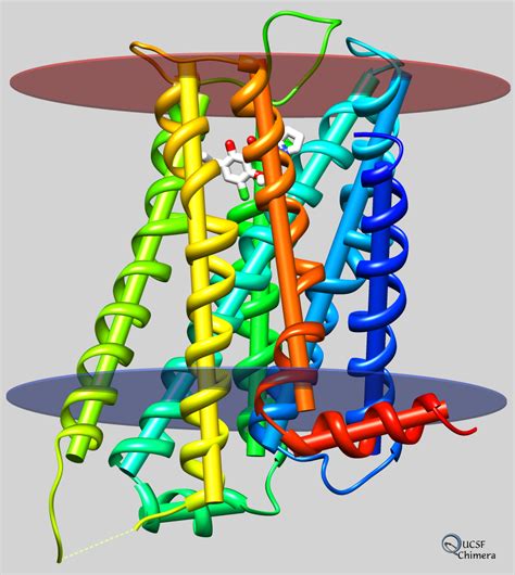 Receptors, Dopamine D3; Dopamine D3 Receptors