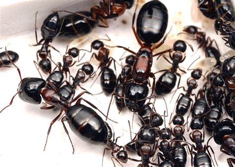 Beginner's budget guide to starting an ant farm : r/antkeeping