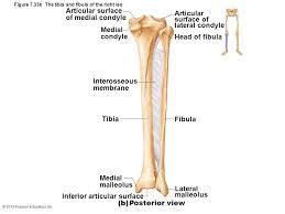 Technical Tuesday Interosseous Membrane