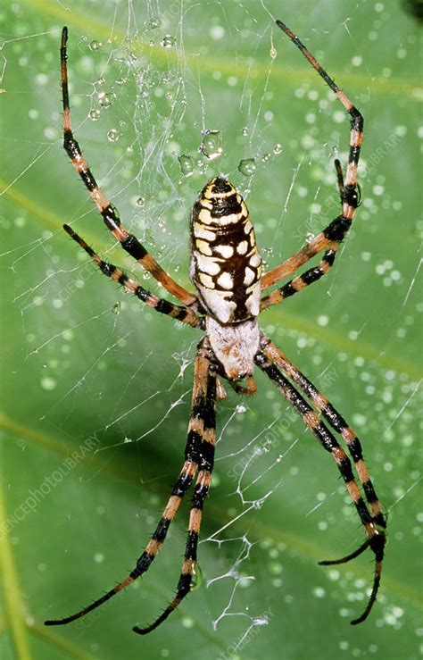 Black and Yellow Garden Spider - Stock Image - Z430/0621 - Science ...