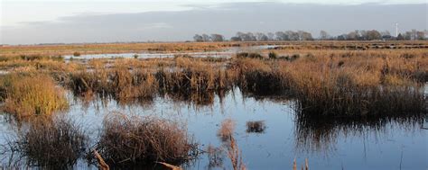 Willow Tree Fen