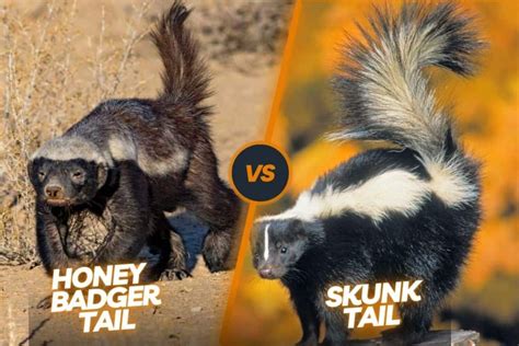 Badger Vs Skunk: The Stripe and Spray Showdown