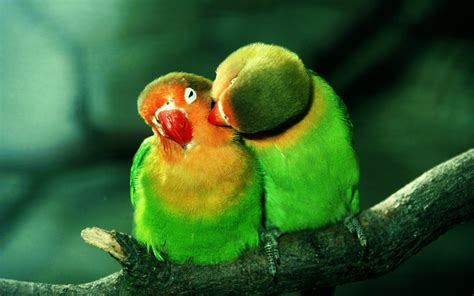 Parrots In Love Wallpapers HD / Desktop and Mobile Backgrounds