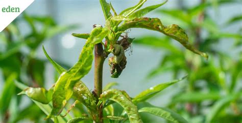 Treating the Peach Tree Diseases | Eden Lawn Care and Snow Removal