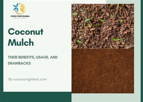 What is Coconut Mulch? Tips Using Coconut Coir as Mulch