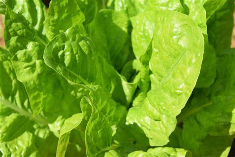 Hydroponic Spinach Farming, Growing Tips | Agri Farming