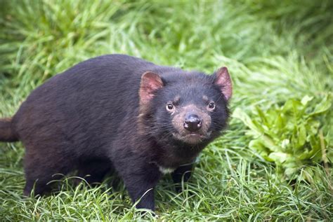 Tasmanian Devils - Mammals - Animal Encyclopedia