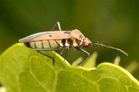 Hemiptera - a photo on Flickriver