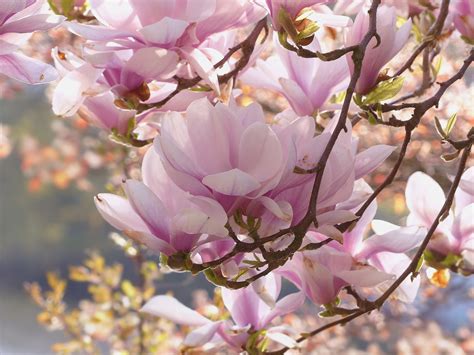 Flowering Magnolia Tree Facts | Arbor Hills Tree Nursery | OmahaArbor ...