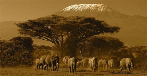 Climbing kilimanjaro,travel deals, africa tours and Tanzania wildlife safari itineraries ...