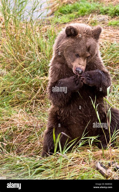 Grizzly Bear cub sitting up with paws together as if in prayer, Ursus ...