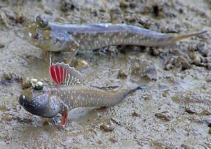 Mudskipper - Fishes World - HD Images & Free Photos