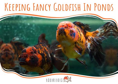 Keeping Fancy Goldfish In Ponds - Aquariadise