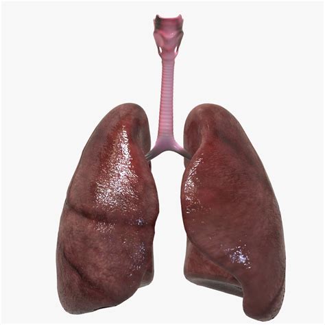 Human Healthy Lungs 3D Models in Anatomy 3DExport