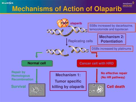 PPT - PARP Inhibition: A New Approach To Cancer Therapy? Dr. Geert ...