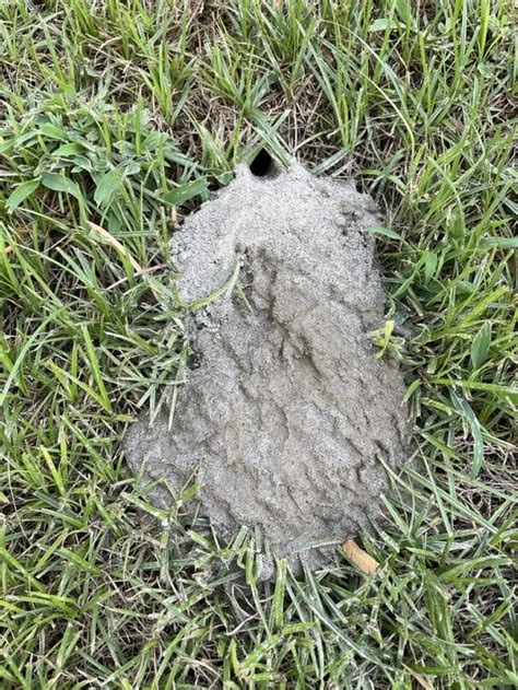 6 Different Types of Wasp Nests (With Pictures)