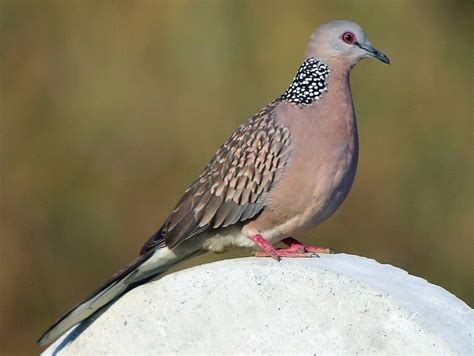 Spotted Dove - eBird