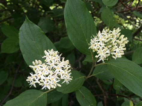 Cornus racemosa | Dogwood, Plants, Flowers