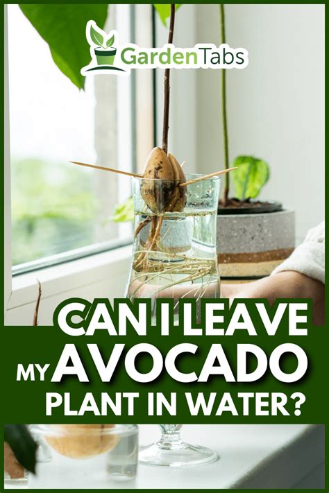 Can I Leave My Avocado Plant In Water?