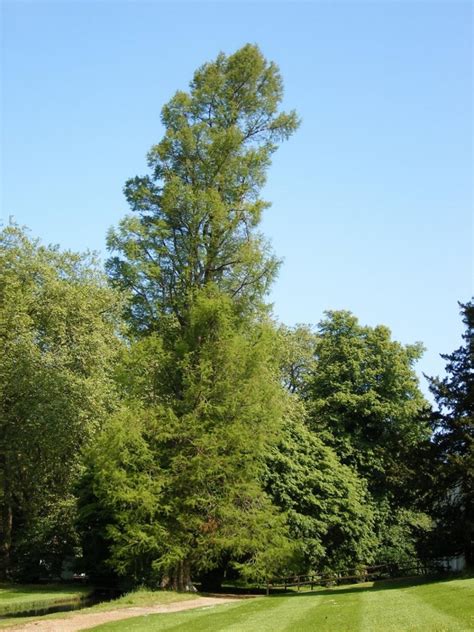 Monumental trees at Broadlands in Romsey, England, United Kingdom