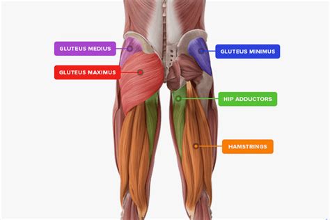 Right Way To Kas Glute Bridge For Perfect Booty In A Week – DMoose