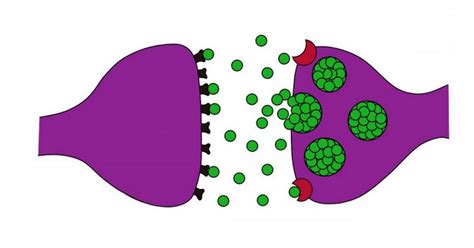 Synapses: what they are, types and functions