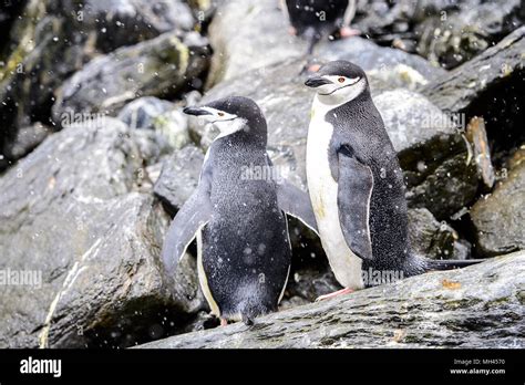 Penguins on the Elephant Island Stock Photo - Alamy