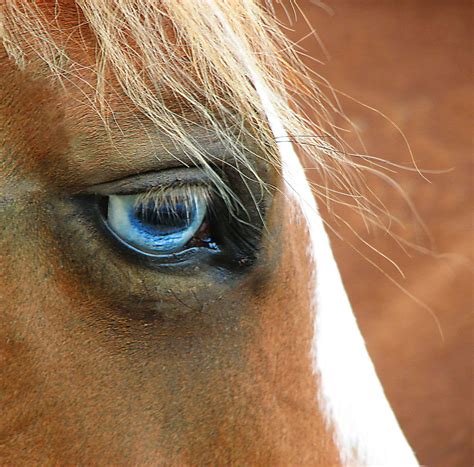 Blue Eyed Blond | Horses, Most beautiful horses, Horse eyes