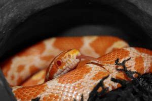 Candy Cane Corn Snake: Facts, Info & Care Guide (With Pictures) | Pet Keen