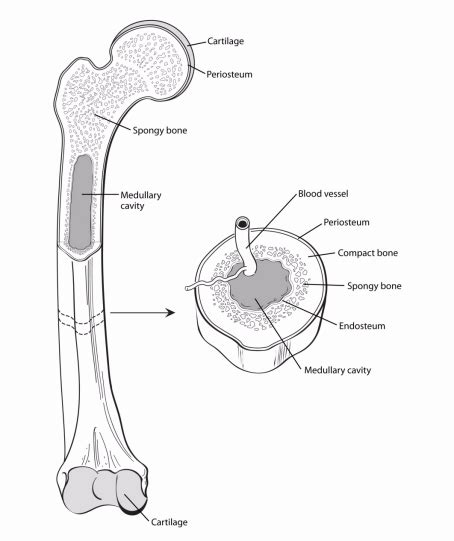 Understanding Bone Cancer | American Cancer Society | American Cancer Society