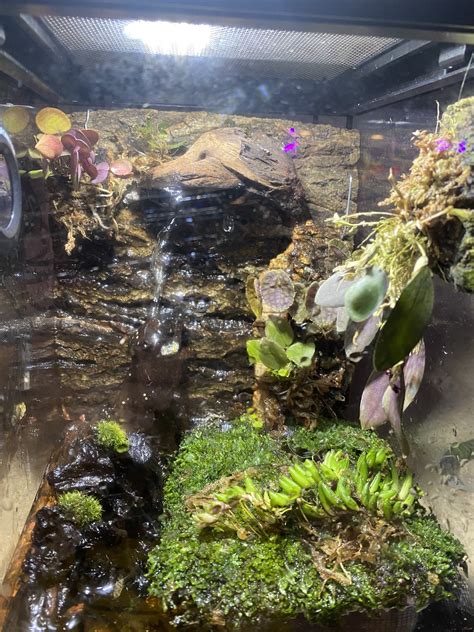 Setting up a waterfall orchidarium. Super pumped about it. : r/miniorchids