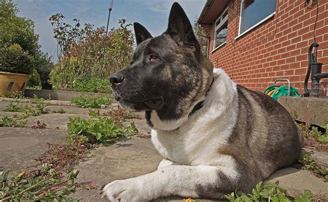 The 10 Best Guard Dog Breeds