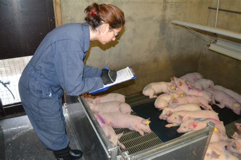 Healthy pigs: Is all-in all-out the right concept? - Pig Progress