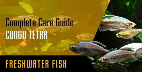 Congo Tetra: Complete Care Guide - Setup Fish Tank