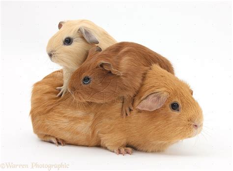 Mother Guinea pig with two babies riding on her back photo - WP22886