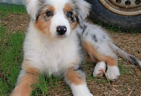 Australian Shepherd Golden Retriever Mix Adoption | PETSIDI