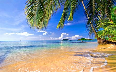 HD wallpaper: coconut trees near beach, palm trees, beautiful beach, sand beach | Wallpaper Flare