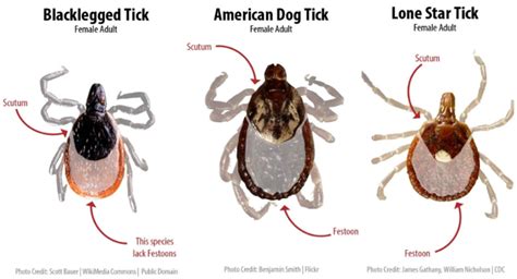 What You Need to Know About Michigan’s Ticks - Integrated Pest Management