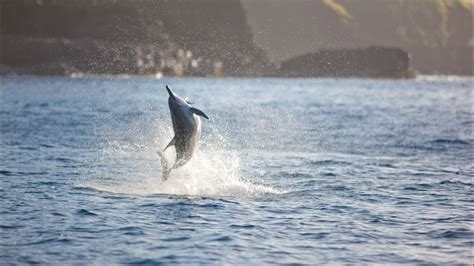 Wallpaper dolphin, sea, jump, splash hd, picture, image